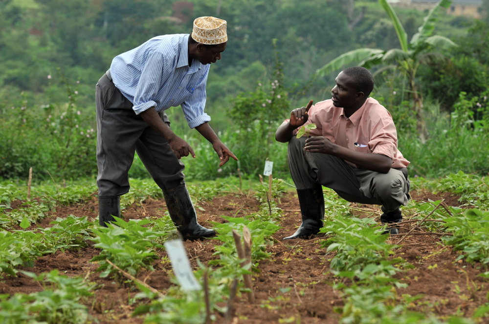 Despite Image Credit: Neil Palmer (CIAT)/Flickr