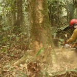 _75012133_logging_-_luke_parry