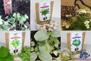 Espresso Mushroom Company Seedbombs